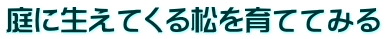 庭に生えてくる松を育ててみる